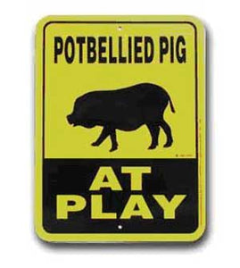 Potbellied Pig at Play
