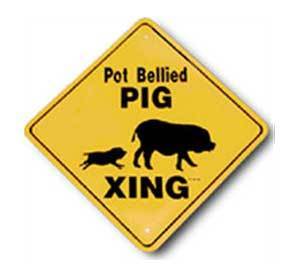 Potbellied Pig Crossing